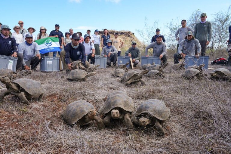 NASA ajuda a trazer tartarugas gigantes de volta às Galápagos com dados de satélite e mapas de habitat