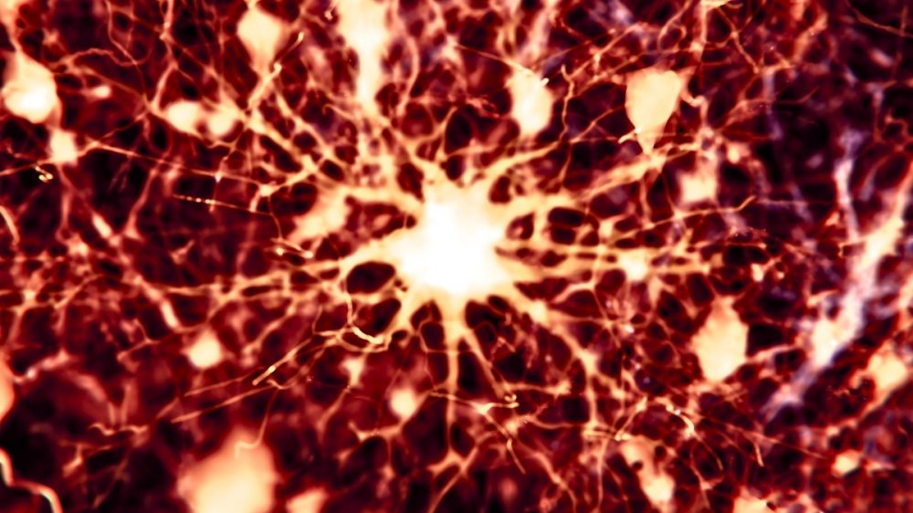 Illustration-of-Protoplasmic-Astrocyte-